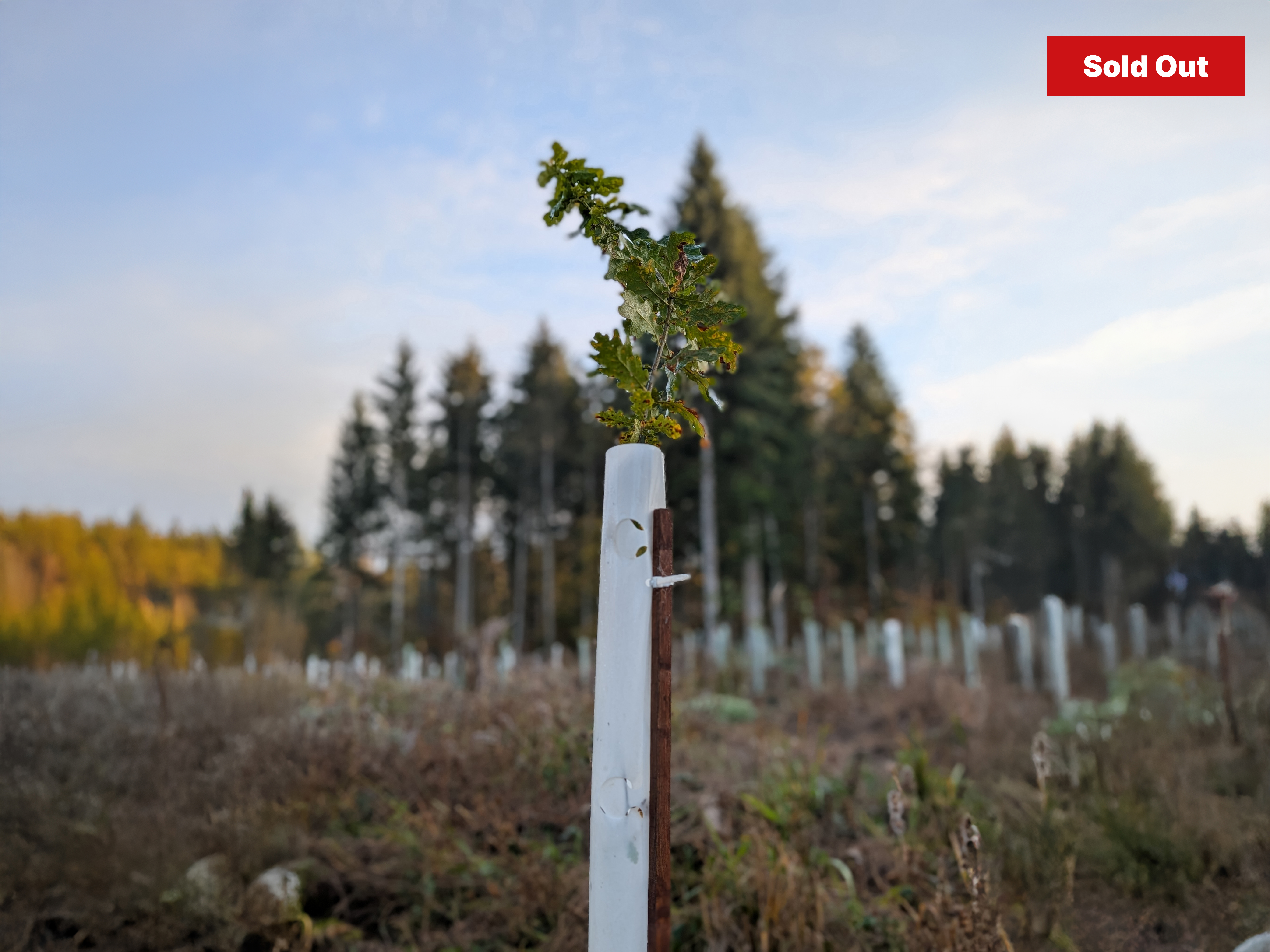 Hier sehen Sie eine biologisch abbaubare Arbotrade Wuchshülle im Wald. Die nachhaltige Bio-Wuchshülle steht alleine im Wald.