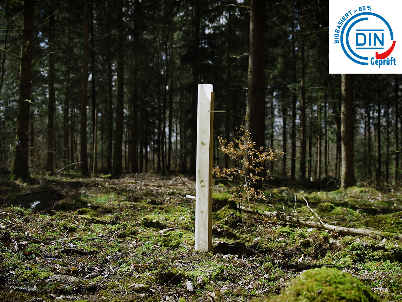 Hier sehen Sie eine biologisch abbaubare Arbotrade Wuchshülle im Wald. Die nachhaltige Bio-Wuchshülle steht alleine im Wald.