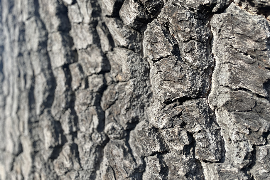 arbotrade_lacker_nature_nachhaltige_holzwirtschaft_1280p.jpg